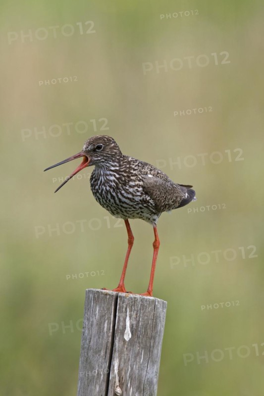 Common redshank