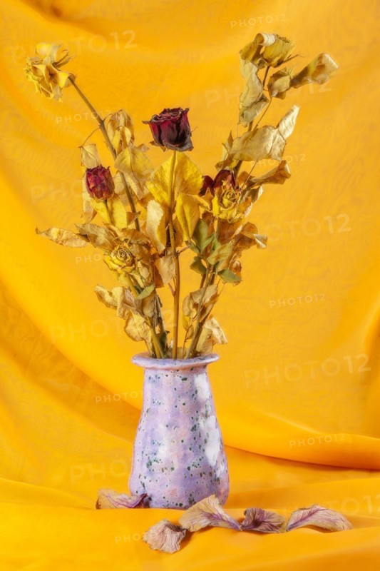 Withered bouquet of flowers against a yellow background