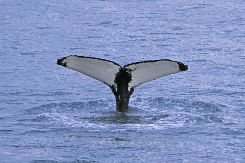 Humpback whale