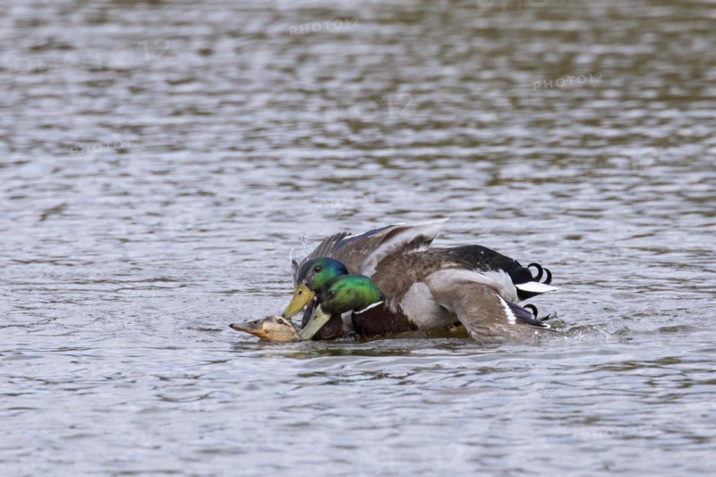 Two mallards