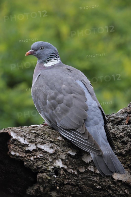 Common wood pigeon
