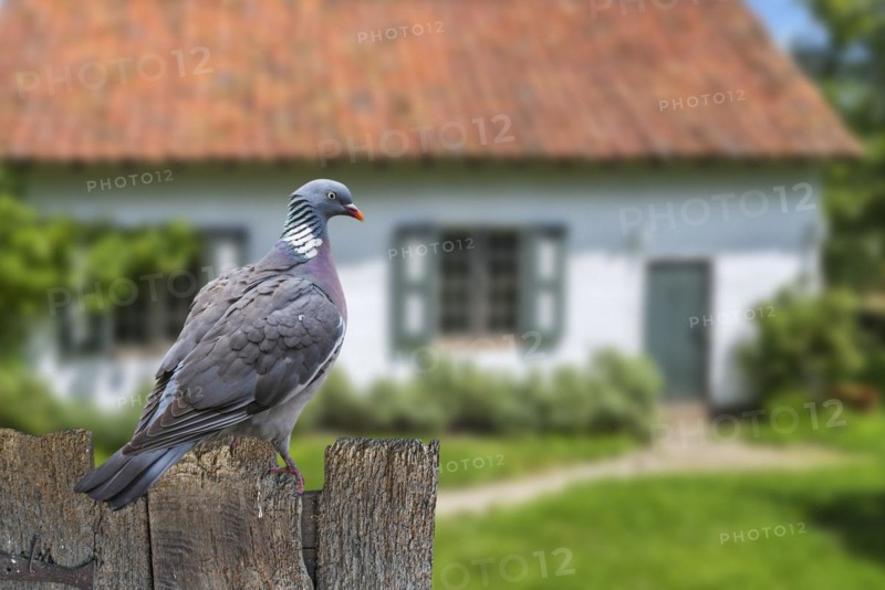 Common wood pigeon