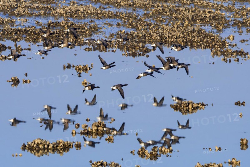 Brant goose