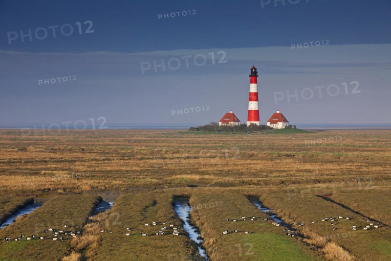 Lighthouse Westerheversand and flock of barnacle geese on salt marsh at Westerhever