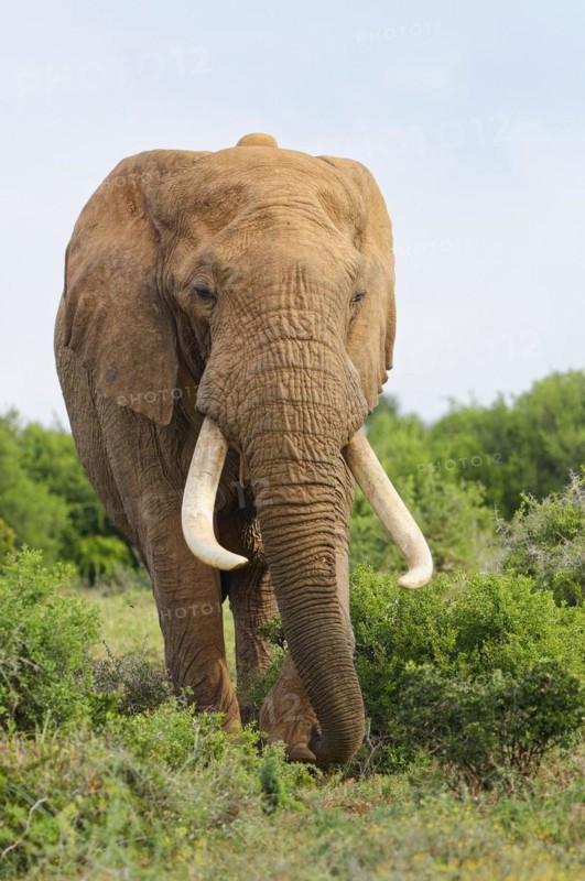 African bush elephant
