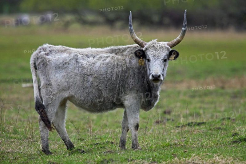 Hungarian Grey Cattle