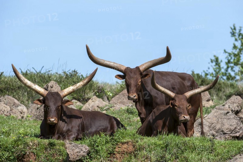 Herd of Watusi