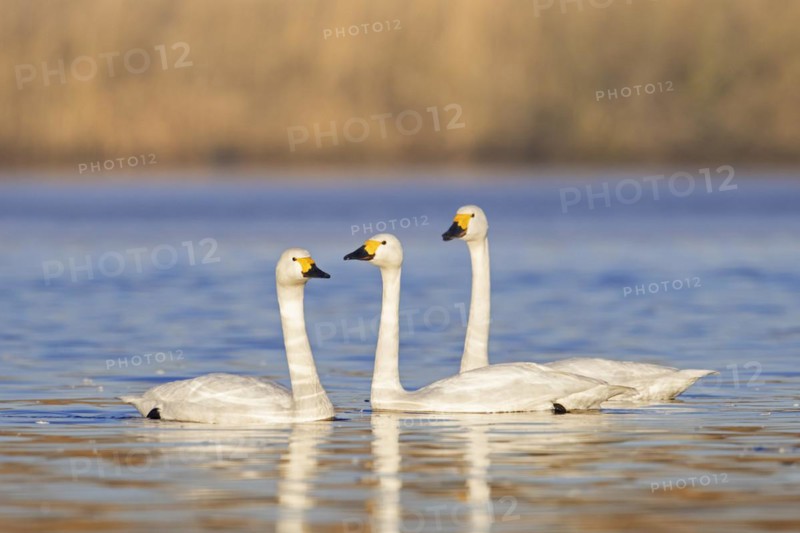THree Bewick's swans