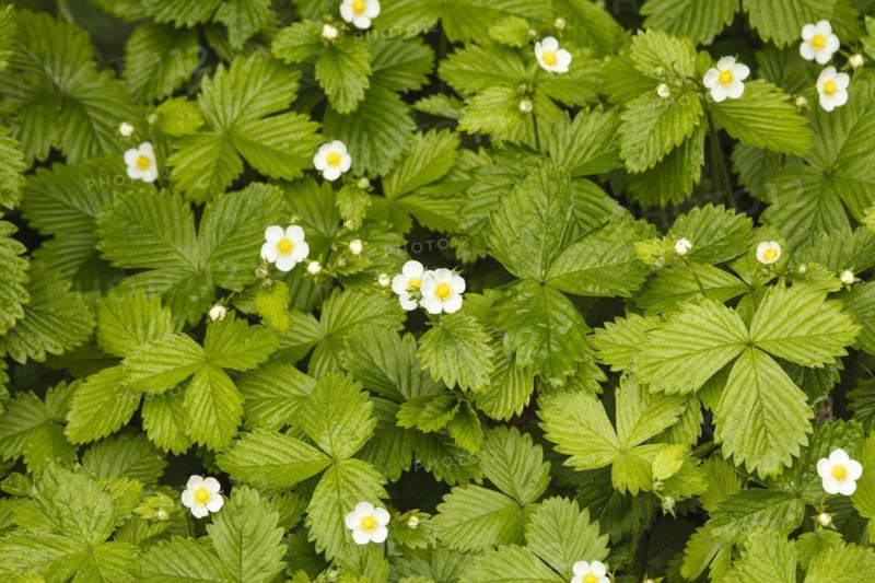 Wild strawberries