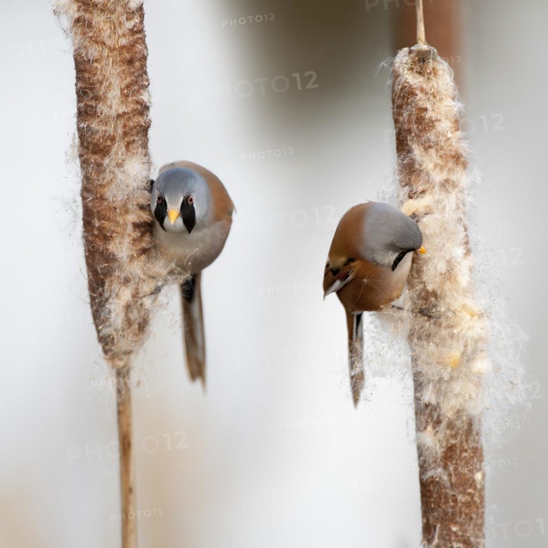 Bearded Reedlings