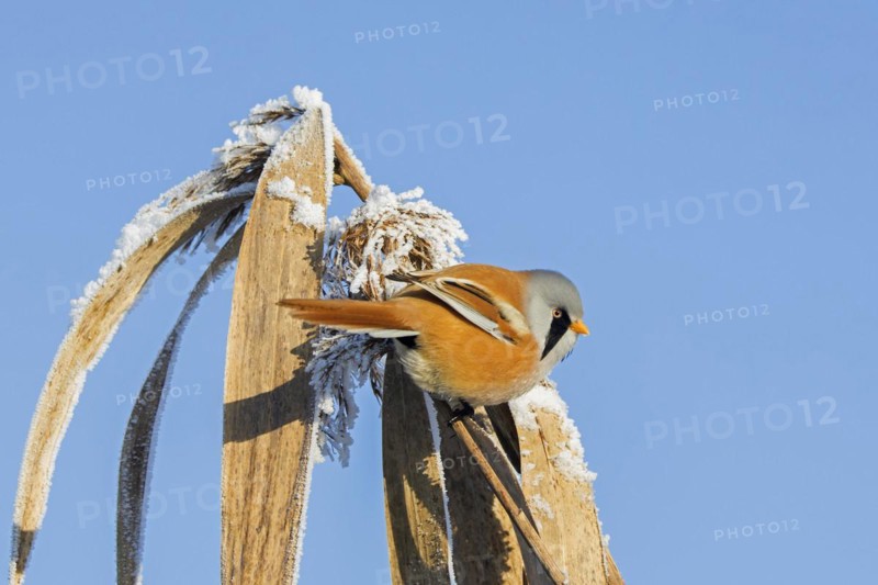 Bearded reedling