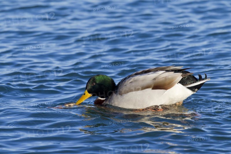 Mallard