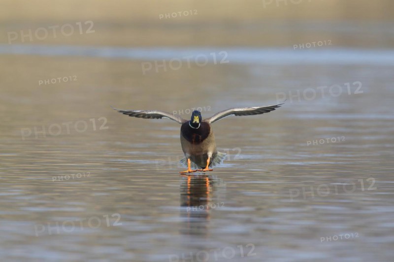 Mallard
