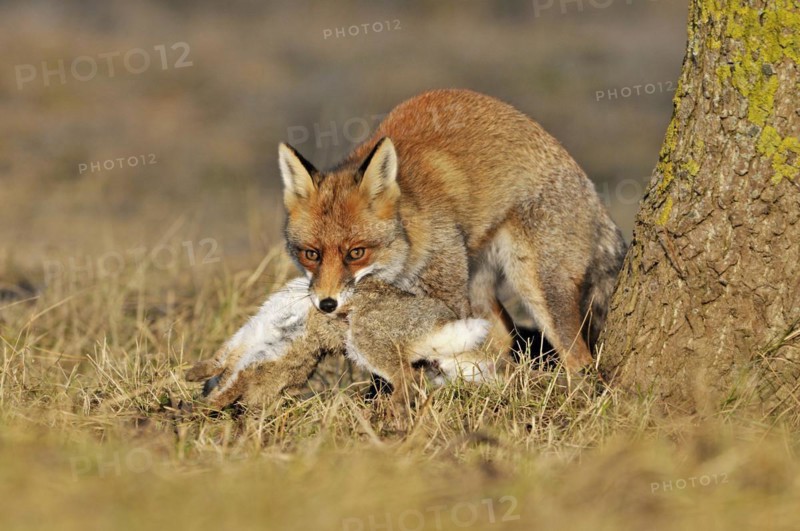 Red fox