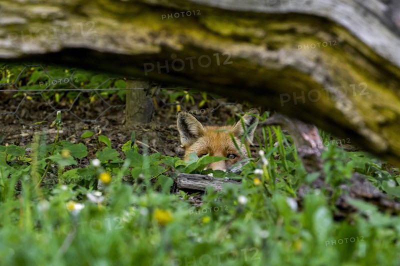 Hunting red fox