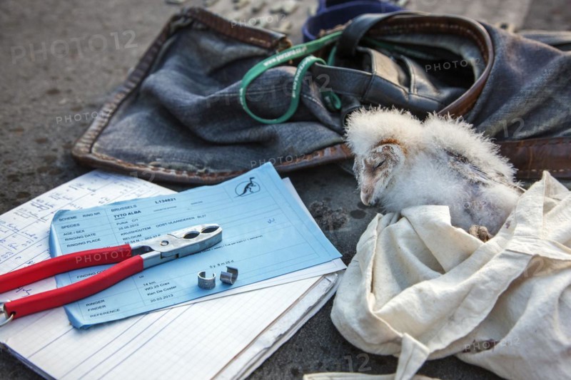 Ringed barn owl