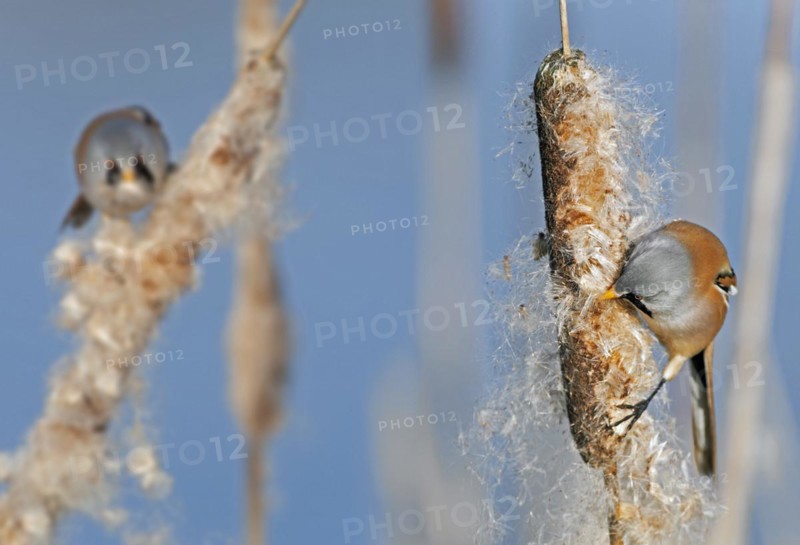 Two Bearded Reedlings