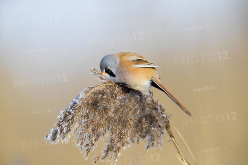 Bearded reedling