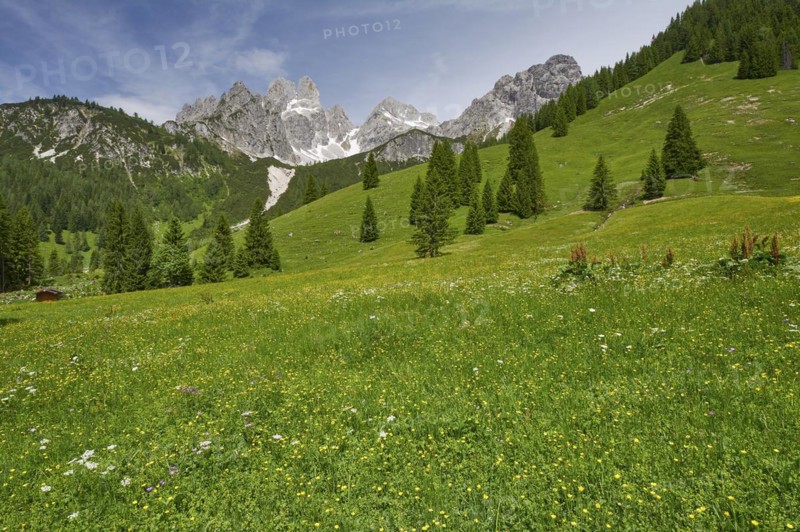 Alpine meadow in front of the large Bischofsmuetze