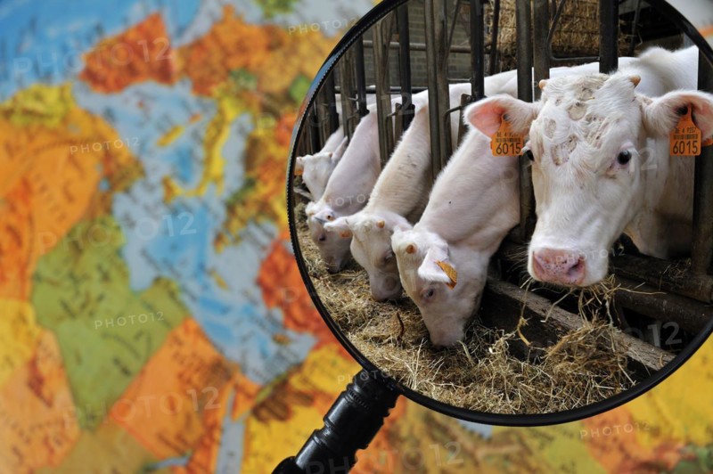 Cows in cattle breeder's cowshed seen through magnifying glass held against illuminated terrestrial globe