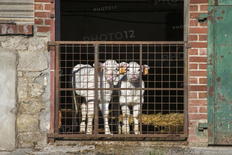 Two curious white calves tagged with earmarks in cow shed at dairy farm
