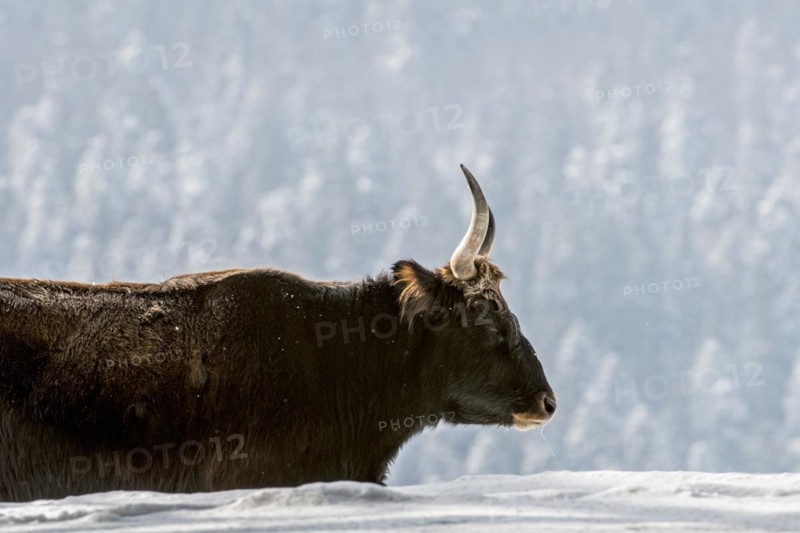 Heck cattle