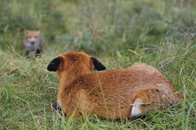 Territorial red fox