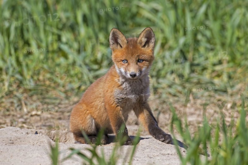 Young red fox