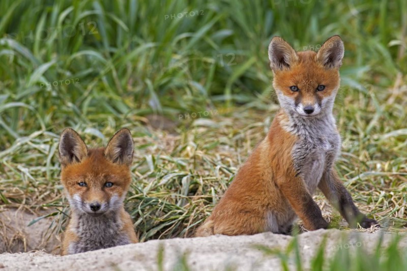 Young red foxes