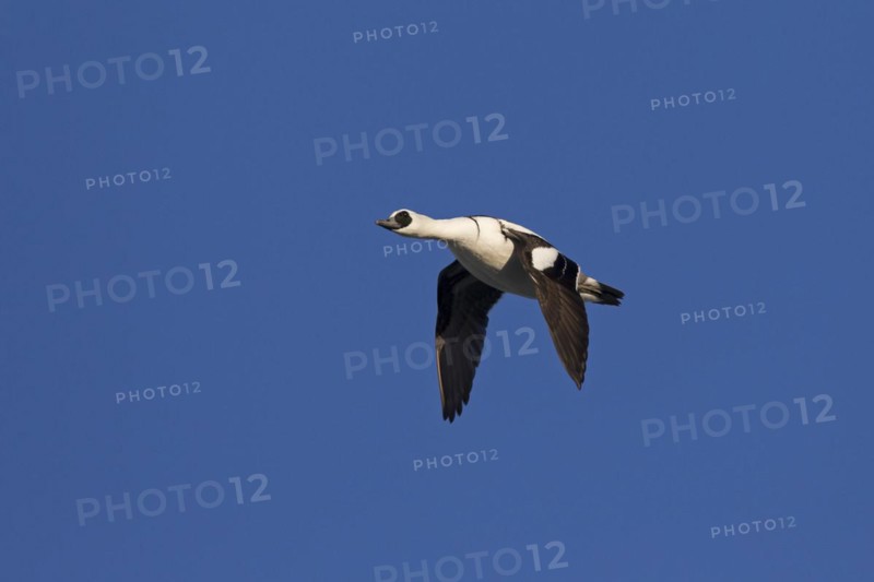 Smew