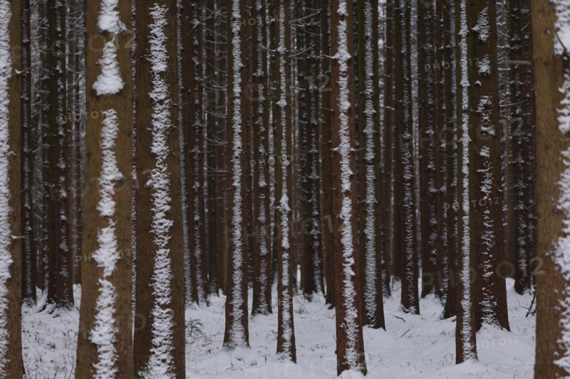 Trunks of a spruce monoculture in winter form a graphic pattern