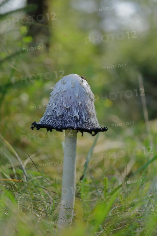Shaggy ink cap