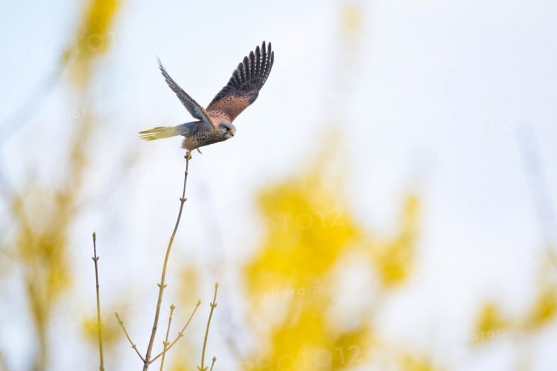 Common kestrel