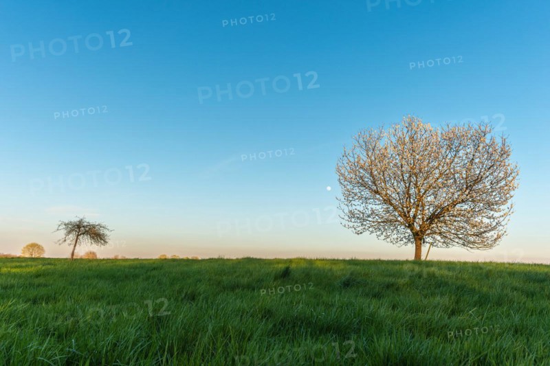 Apple tree in bloom in meadow at full moonrise at dusk. Alsace