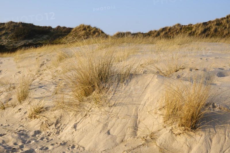 Dune with dune grass