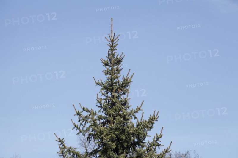 Conifer