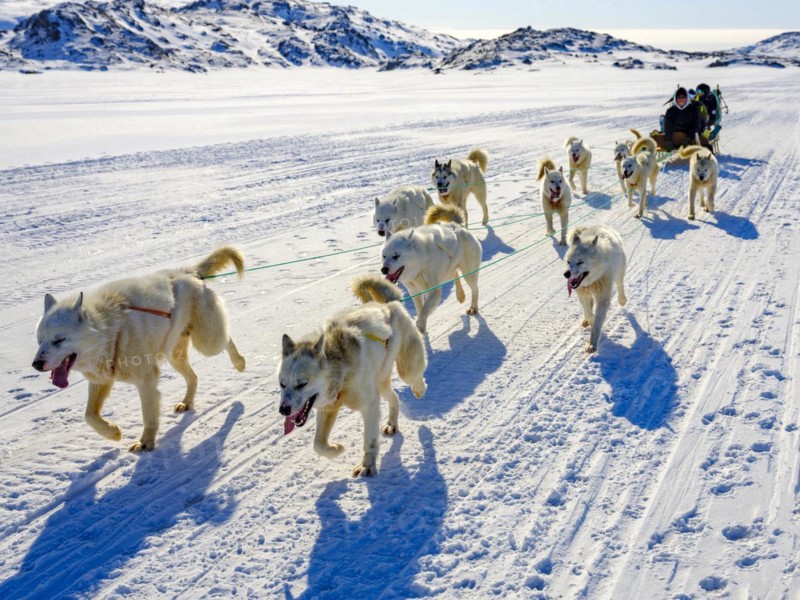 Inuit with his dog sled team