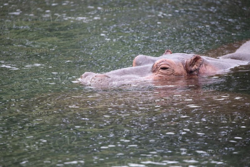 Niel horses chilling in the sunshine in a river in Tsavo East National Park in Kenya Africa