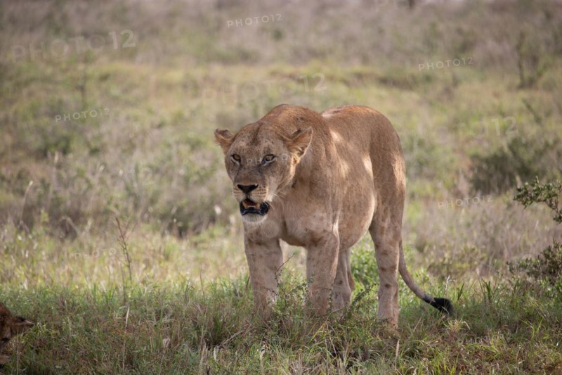 Lions