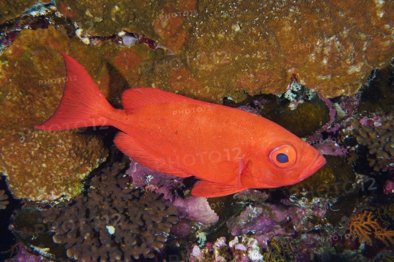 Reef bigeye
