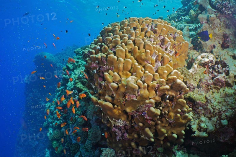 Solid pore coral