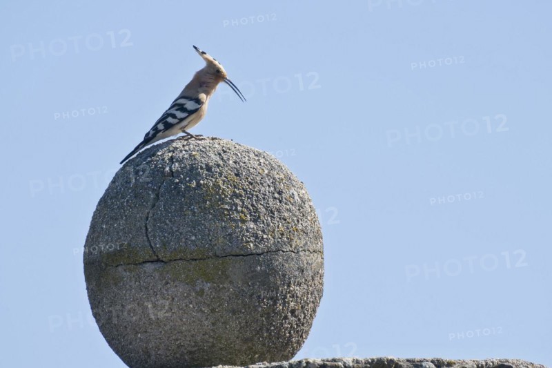 Hoopoe