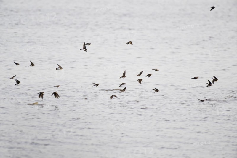 Cliff Swallows
