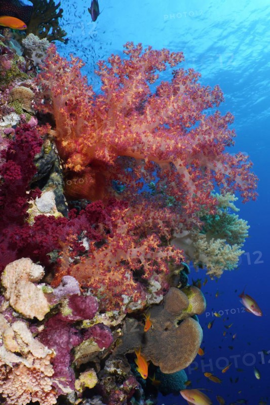 Hemprich's tree coral