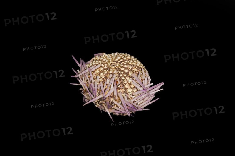 A skeleton studded with a few spines of a dead purple