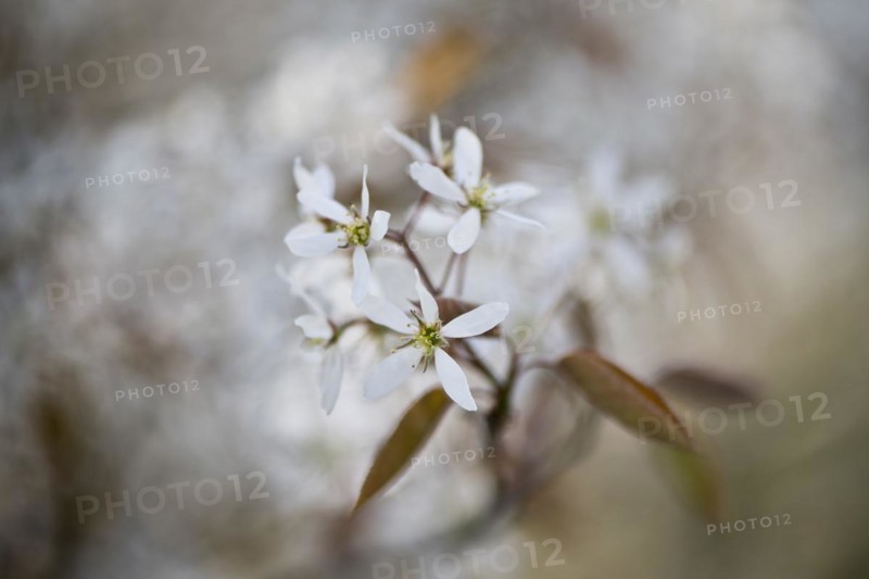 Rocky pear