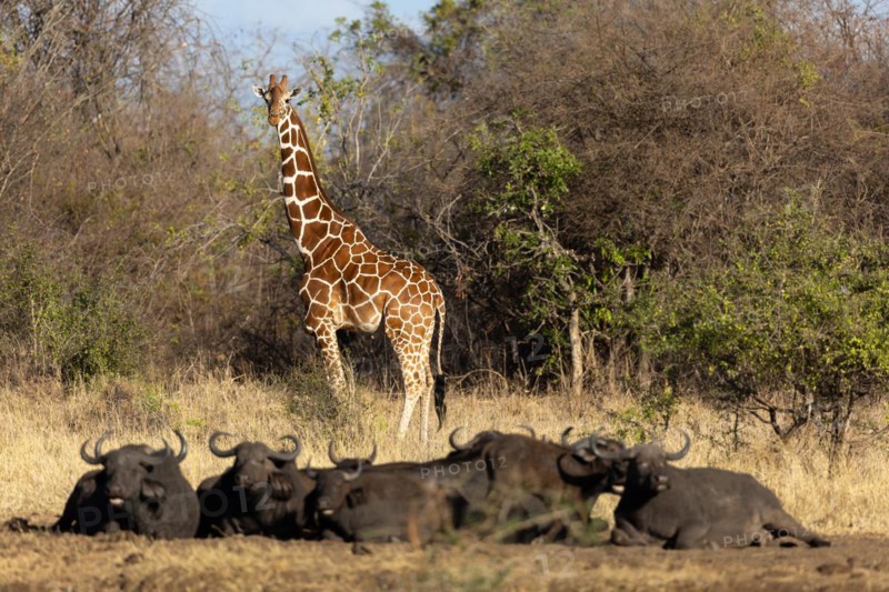 Reticulated giraffe