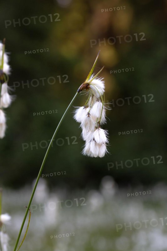 Common cottongrass