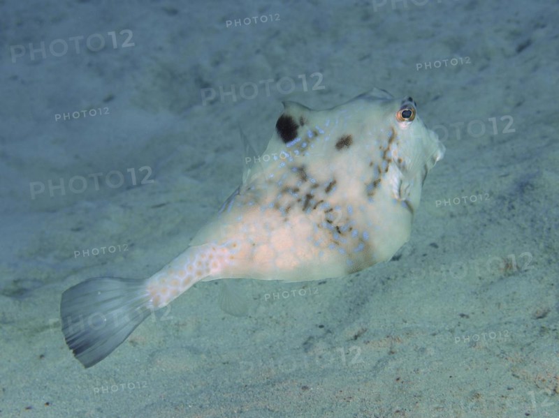 Pyramid Trunkfish