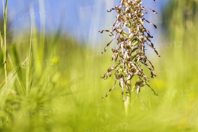 Lizard orchid